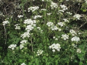 Cow Parsley (Anthriscus sylvestris)