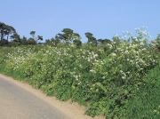Cow Parsley (Anthriscus sylvestris) and Alexanders (Smyrnium olusatrum)