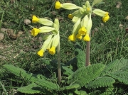 Cowslip (Primula veris)