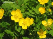 Creeping Buttercup (Ranunculus repens)