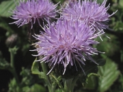 Creeping Thistle (Cirsium arvense)