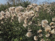 Creeping Thistle (Cirsium arvense) - fruit