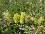 Creeping Willow (Salix repens)