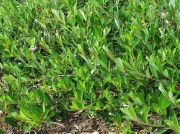 Creeping Willow (Salix repens)