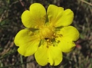 Creeping Cinquefoil