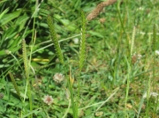Crested Dog's-tail