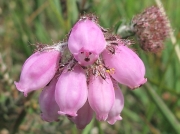 Cross-leaved Heath