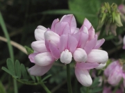 Crown Vetch (Securigera varia)