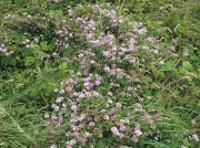 Crown Vetch (Securigera varia)