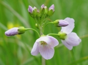 Cuckooflower or Lady's-smock (Cardamine pratensis)