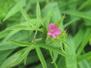 Cut-leaved Crane's-bill (Geranium dissectum)