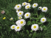 Daisy (Bellis perennis)