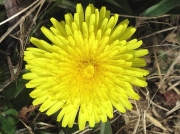 Dandelion (Taraxacum species)