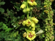Dark Mullein (Verbascum nigrum)
