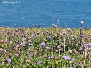 Devil's-bit Scabious (Succisa pratensis)