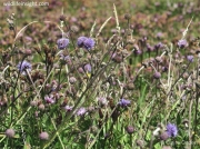 Devil's-bit Scabious (Succisa pratensis)
