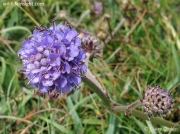 Devil's-bit Scabious (Succisa pratensis) flowerhead