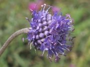 Devil's-bit Scabious (Succisa pratensis)