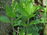 Dog's Mercury (Mercurialis perennis)