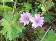 Dove's-foot Crane's-bill (Geranium molle)