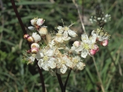 Dropwort (Filipendula vulgaris)
