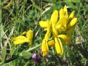 Dyer's Greenweed
