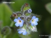 Early Forget-me-not (Myosotis ramosissima)