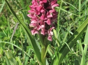 Early Marsh Orchid (Dactylorhiza incarnata)