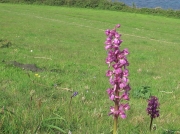 Early Purple Orchid (Orchis mascula)