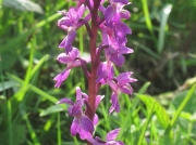 Early Purple Orchid (Orchis mascula)
