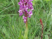 Early Purple Orchid (Orchis mascula)