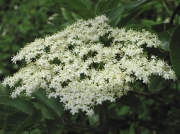 Elder or Common Elder (Sambucus nigra)