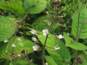 Enchanter's-nightshade (Circaea lutetiana)