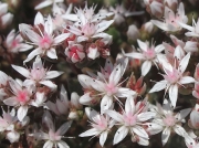 English Stonecrop (Sedum anglicum)