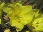 Evening-primrose species (Oenothera agg)