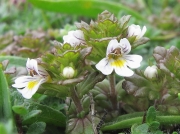 Eyebright species (Euphrasia agg.)