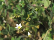 Fairy Flax (Linum catharticum)