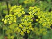 Fennel (Foeniculum vulgare)