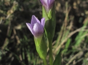 Field Gentian (Gentianella campestris)