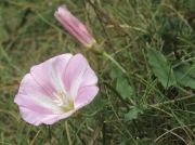 Field Bindweed (Convolvulus arvensis)