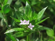 Field Madder (Sherardia arvensis)