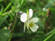 Field Pansy