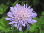 Field Scabious (Knautia arvensis)