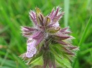 Field Woundwort