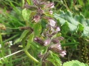 Field Woundwort