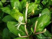 Fly Honeysuckle (Lonicera xylosteum)