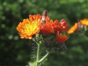 Fox-and-cubs (Pilosella aurantiaca)