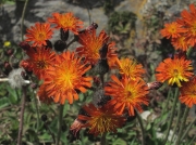 Fox-and-cubs (Pilosella aurantiaca)