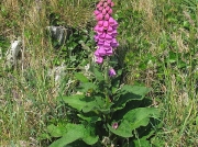 Foxglove (Digitalis purpurea)
