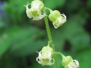 Fringecups